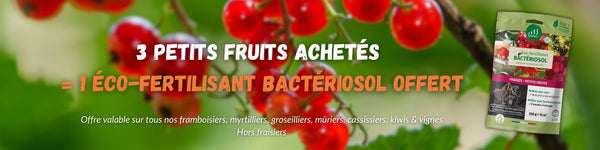 promo petits fruits