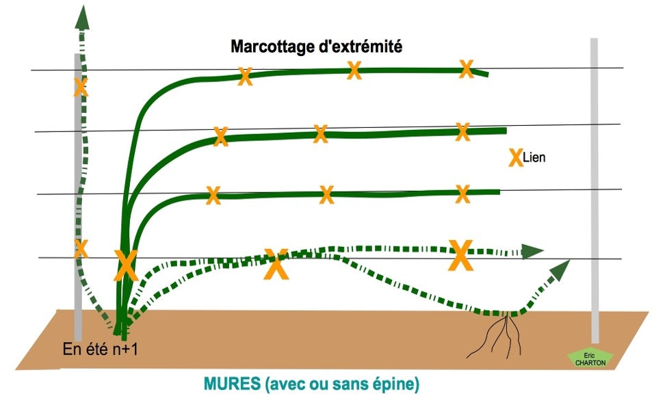 Palisser muriers