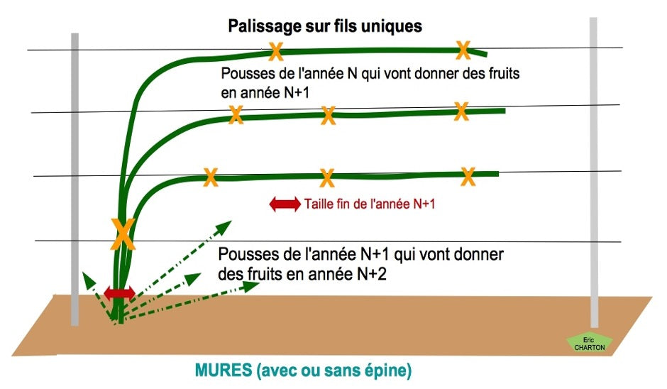 Comment palisser les muriers