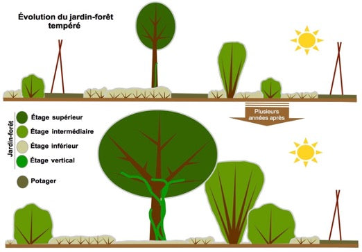 le jardin-foret