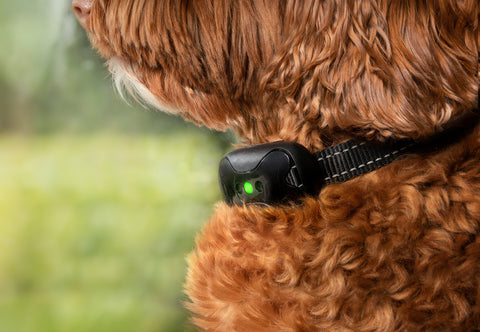 dog wearing anti barking device due to excessive dog barking