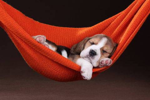 Small beagle puppy sleeping