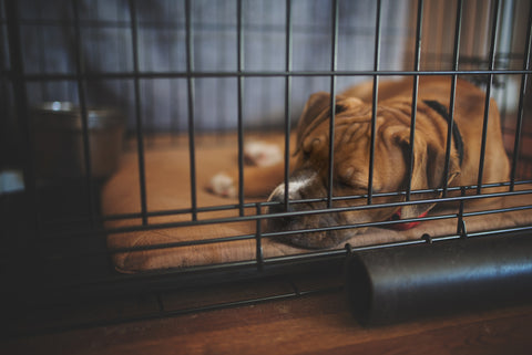 puppy being crate trained to stop nighttime barking