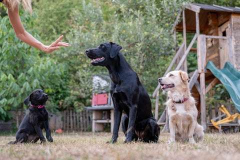 dog owner training a dog basic commands