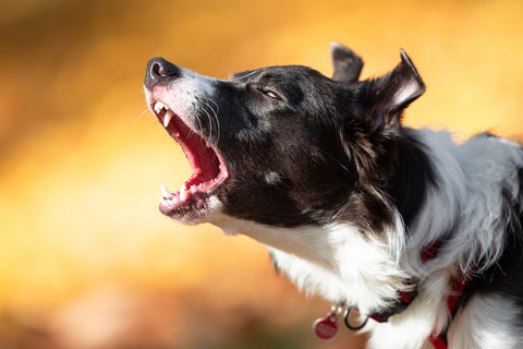 close up shot of a dog barking excessively