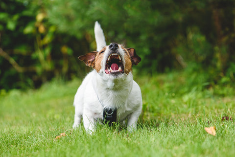 a dog barking excessively outdoors