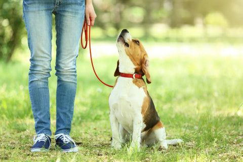 leash training a dog by its owner