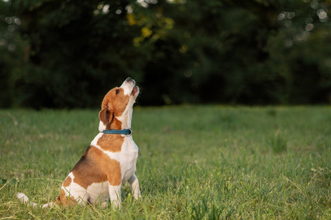 Barking dog sitting on grass