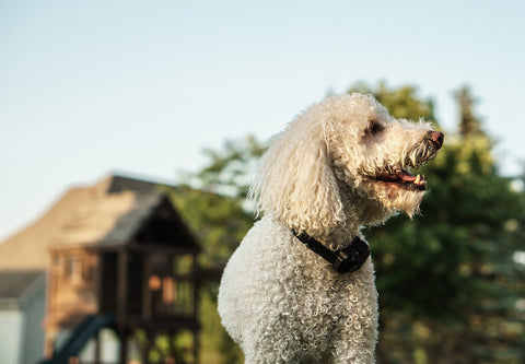 dog training using bark collar