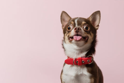 dog displaying signs of a tight collar