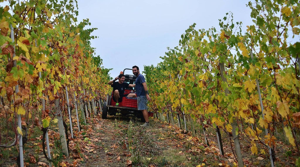 Manzone DOLCETTO D'ALBA︱Le Ciliegie DOLCETTO D'ALBA DOC 2010_Manzone_Red wine_Dolcetto