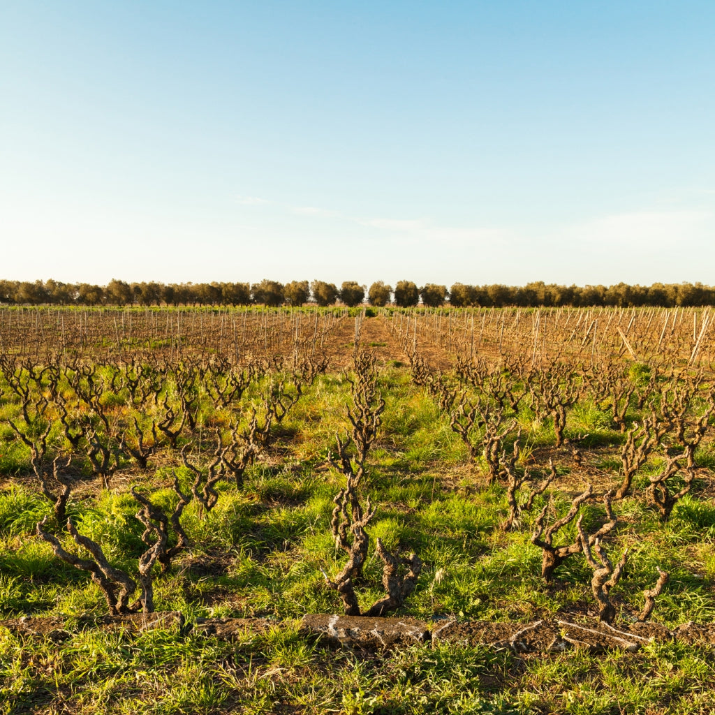 Tinazzi - Feudo Croce Megale︱Negroamaro Salento IGP_Tinazzi - Feudo Croce_Red wine_Negroamaro