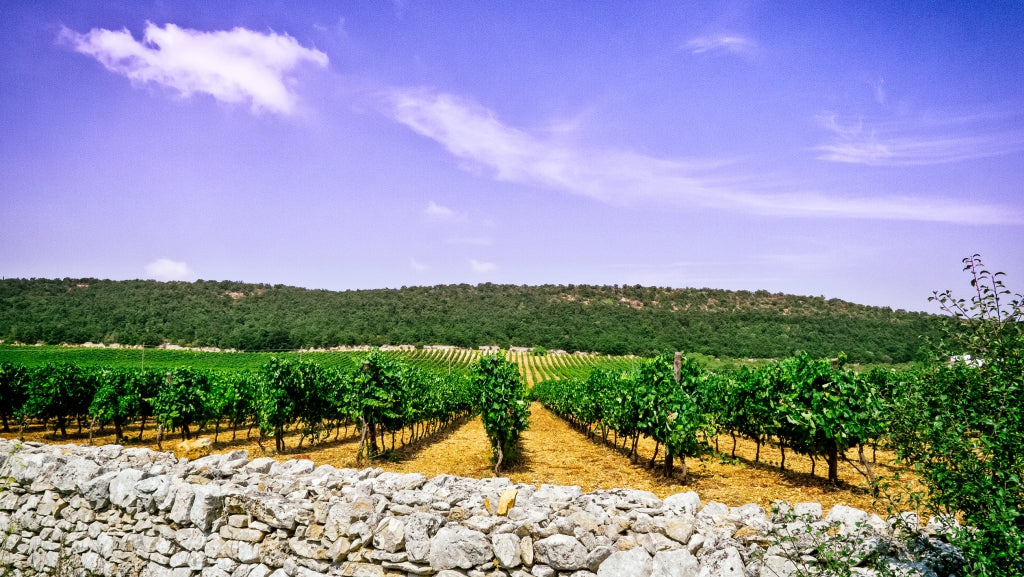 Sante Passioni ‘Helianthus’ Negroamaro Salento IGP_Sante Passioni_Red wine_Negroamaro