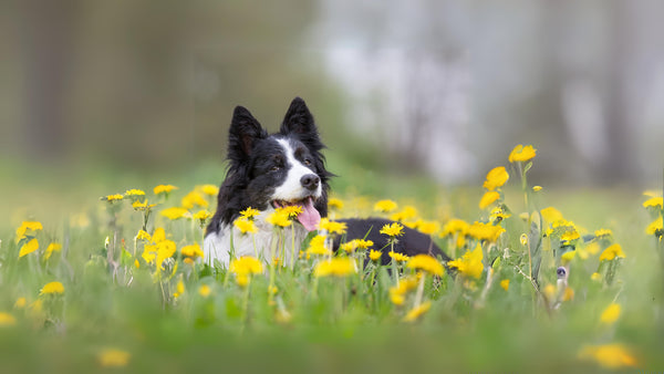 Lavish Florist 對狗狗有害的花材 植物