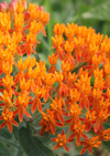 Butterfly Weed Seed Pkt 400mg, Asclepias tuberosa