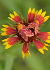 Indian Blanket Seed Pkt 1.5g