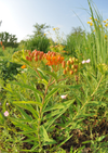 Butterfly Weed Seed Pkt 400mg, Asclepias tuberosa