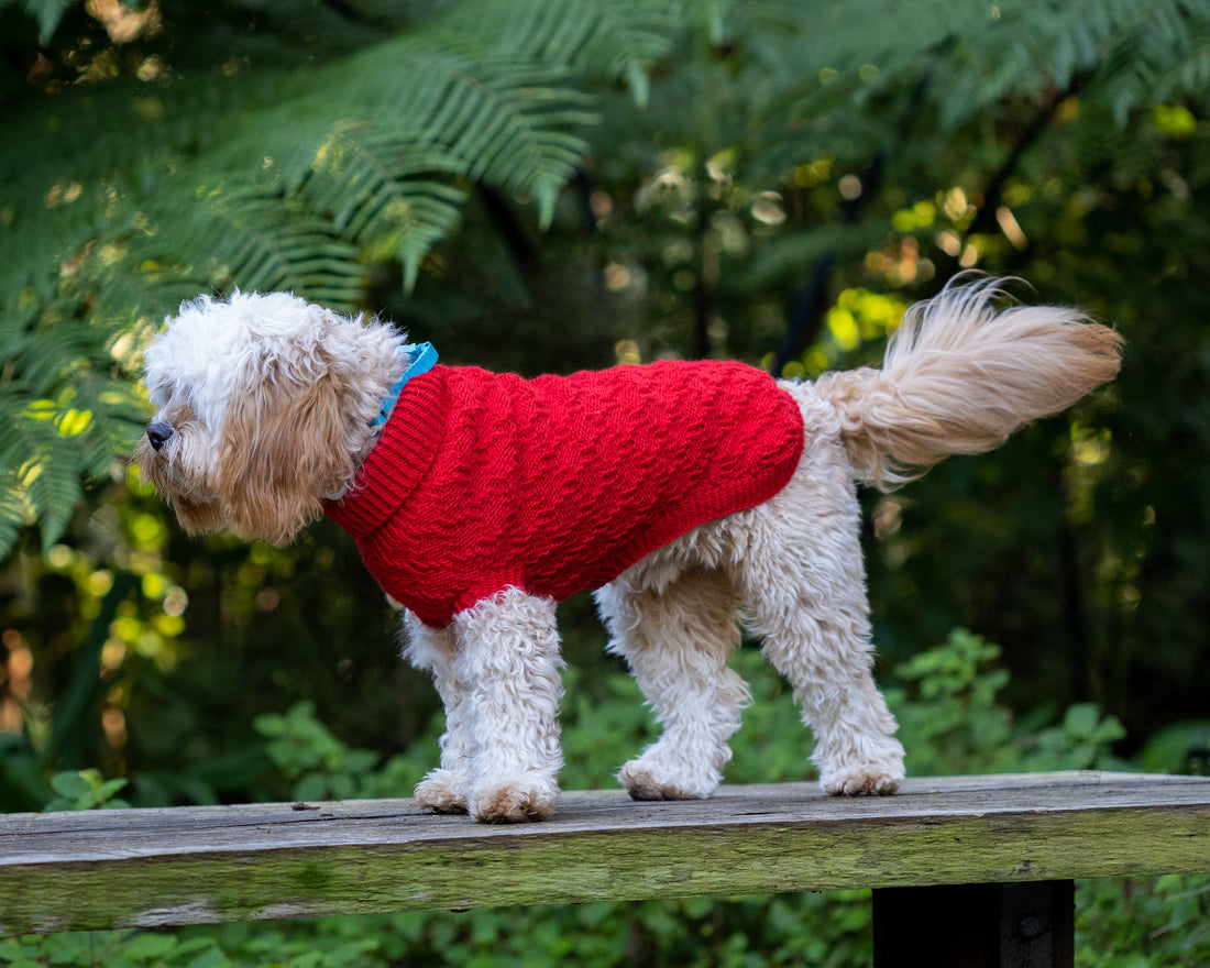 BasiboyNZ - 100% New Zealand Woollen dog jumpers – basiboy