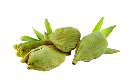 cardamom-leaf