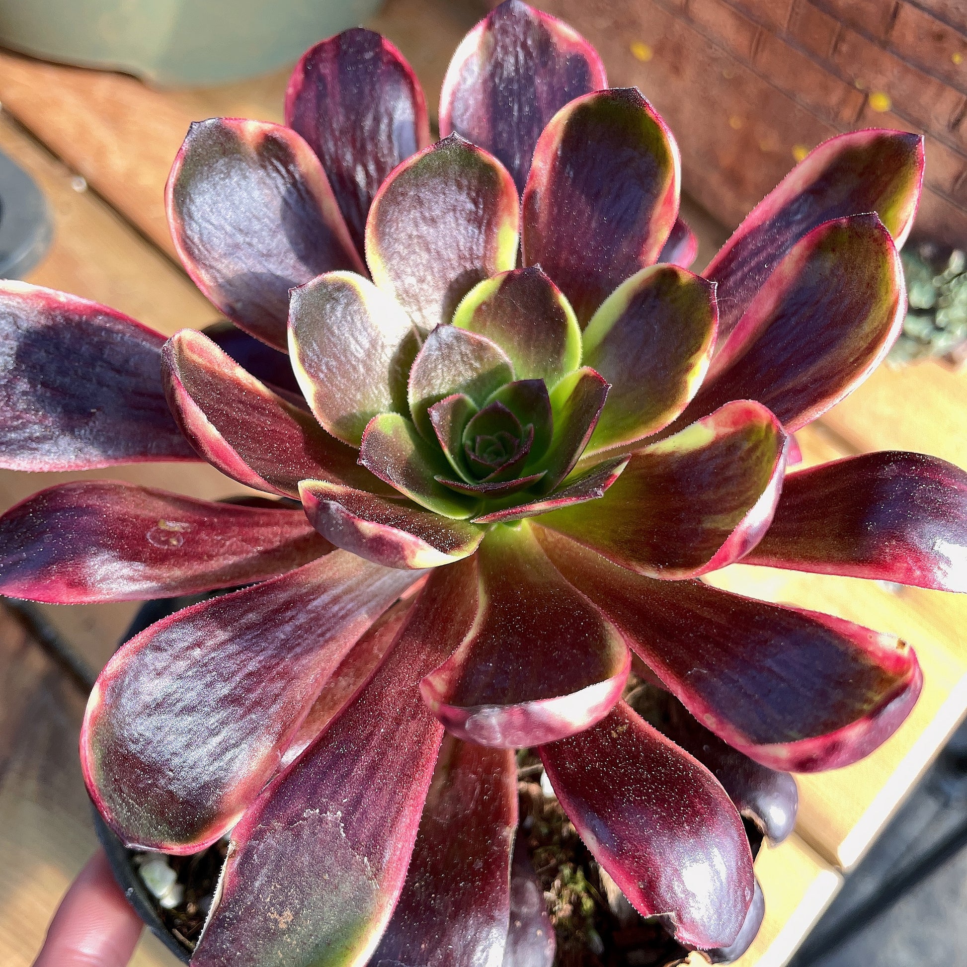 欧嘉丽 Aeonium Superbang,Cutting 10cm – aliceinsucculand