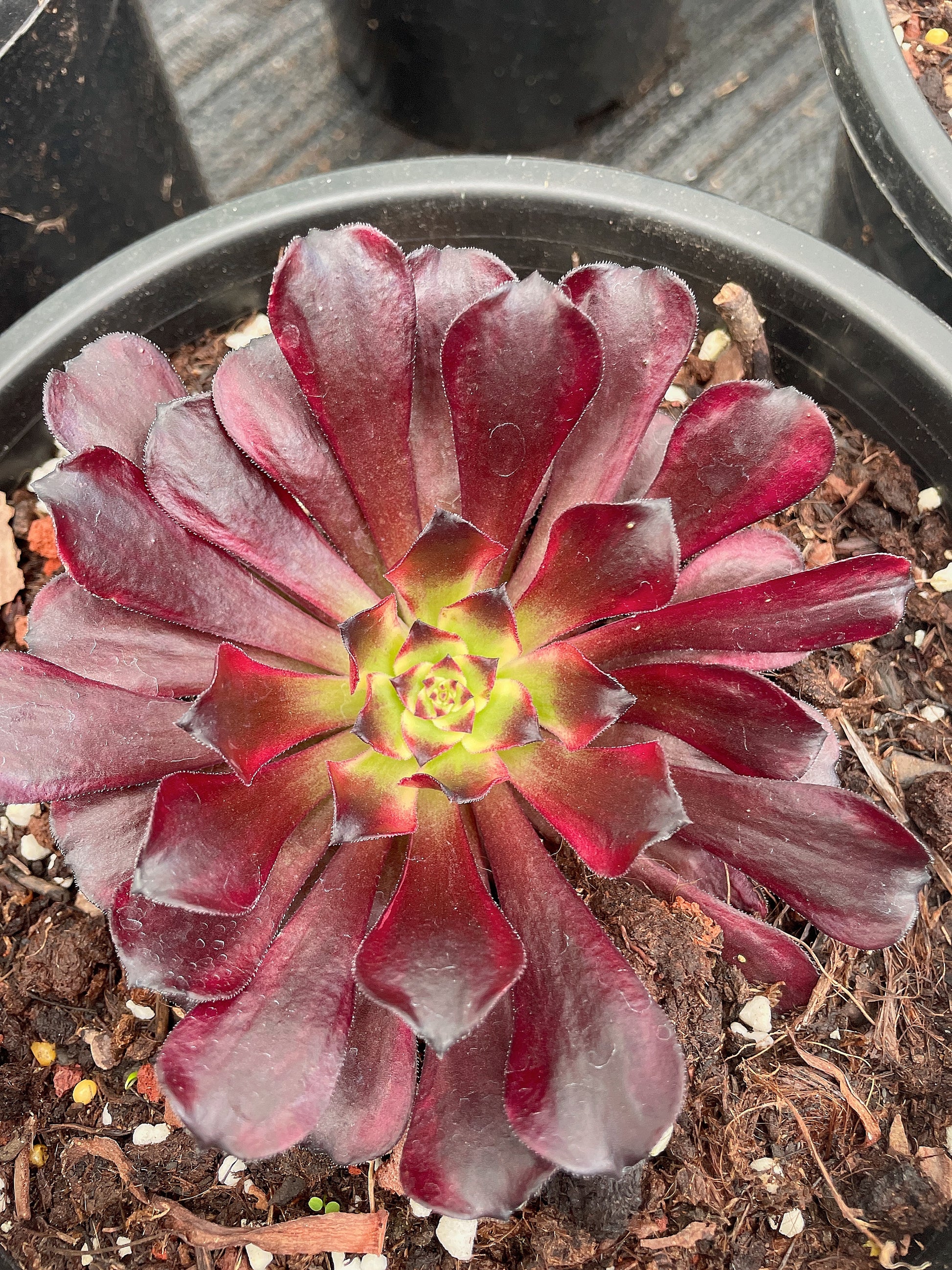 鬼火 Aeonium Fire Ghost，Cutting 15cm – aliceinsucculand