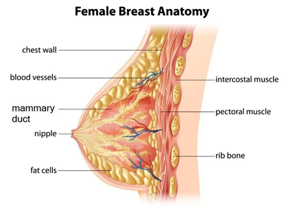 LiftUp™ EMS Breast Lifter