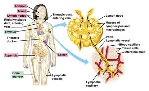 LymphPlus Lymphdrainage Ingweröl