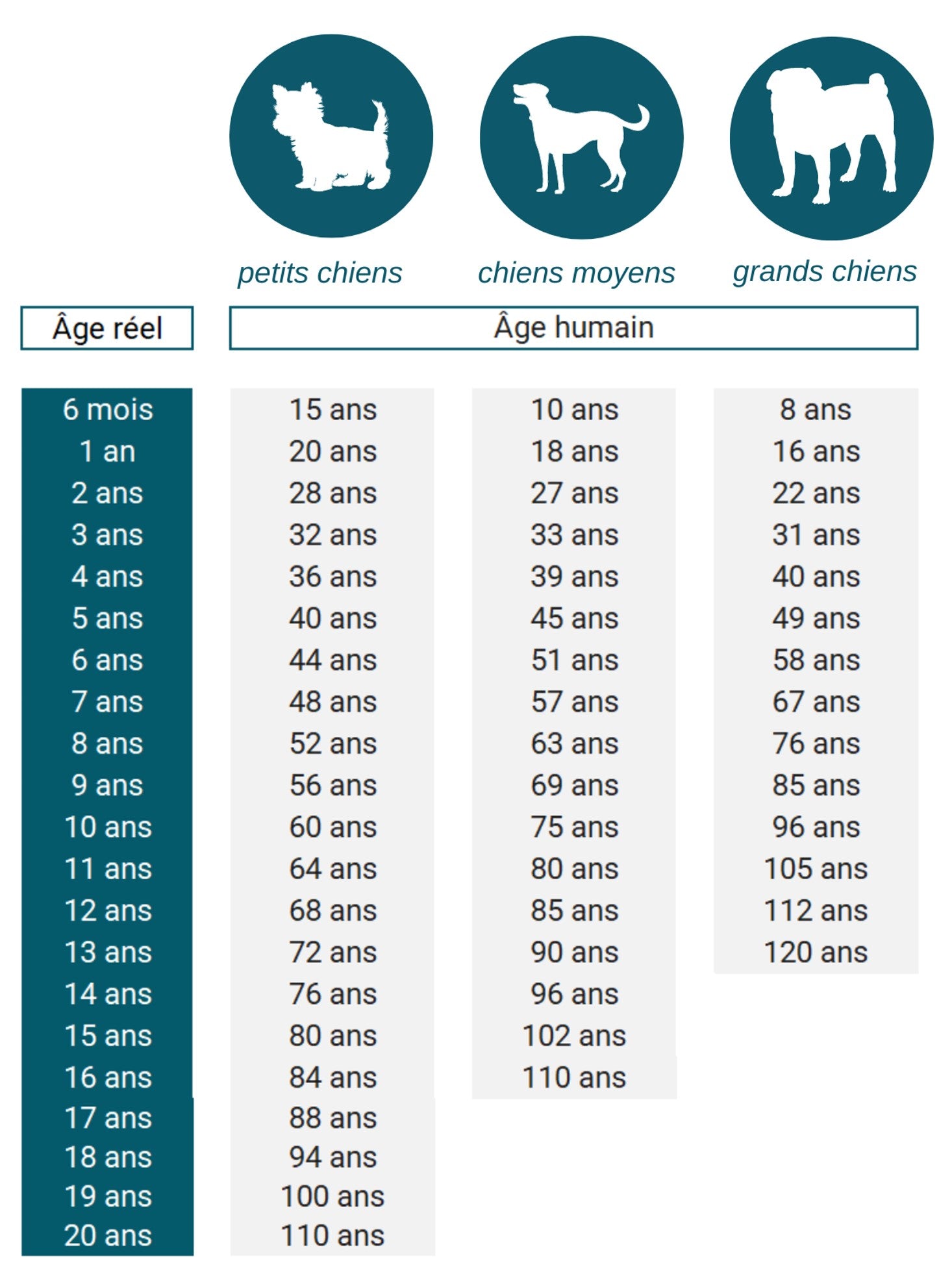 comment calculer l'âge d'un chien