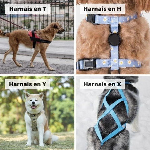 different-harnais-chien