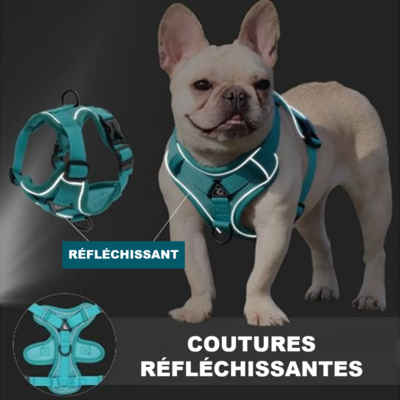 Harnais petit chien - Joey™ – Les Laskars