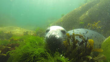 Seal in the Farnes