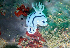 Nudibranch