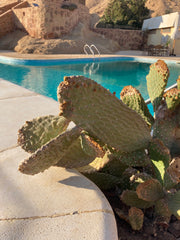 Cactus at the pool - Roots Red Sea