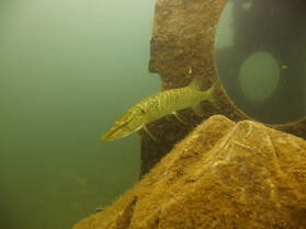 Pike at Stoney Cove