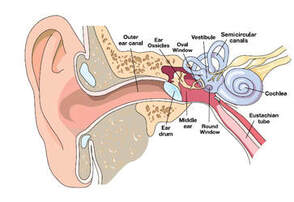 Anatomy of the ear