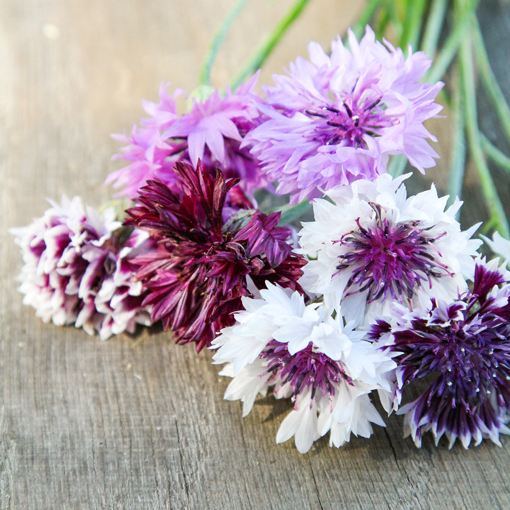 Kornblume - Centaurea cyanus 'Classic fantastic' | Gartenzauber