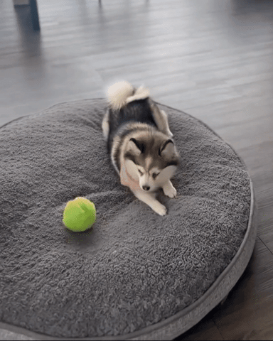 PlayPoof - Fluffy Interactive Pet Toy