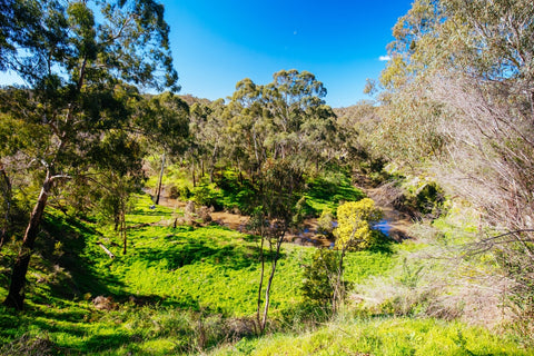 Bike trails around Mount Disappointment.