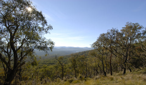 Enjoy the walking trail in Bunyip State Park which is covered in a forest.