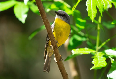 Eastern yellow robin is perching on a branch of a tree at Neurum Camping Area in D'Aguilar National Park.