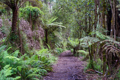 Experience the old eucalyptus trees and fern trees at Toolangi State Forest when you try the 4x4 track.
