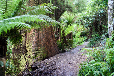 Explore the giant trees along the walking trail at Toolangi State Forest.