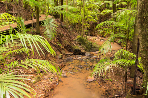 Greenes Falls walking track in the D'Aguilar National Park near Mount Glorious Road, perfect for bushwalking.