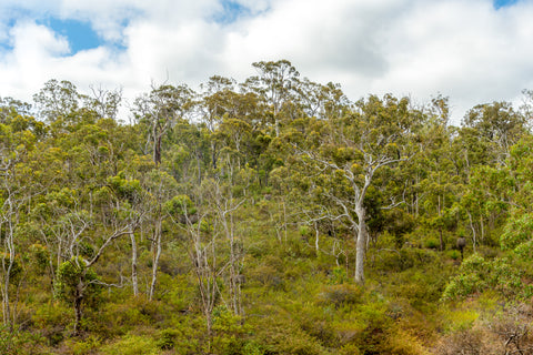 Best hikes in Perth, Avon Valley National Park.