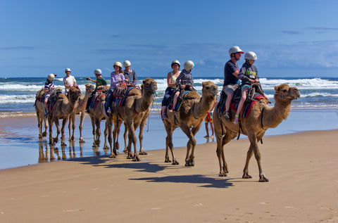 Enjoy a camel ride on Stockton Beach. - Port Stephens - one of the outdoor activity.