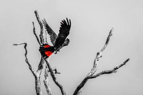 Keep your eyes to some Red tailed Black Cockatoo calyphtorhynchus Baksii in Avon Valley National Park during an adventure.