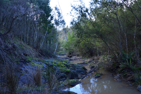 Hike in a small stream in the hills of Mt Disappointment state forest.