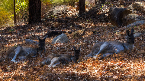 Bushwalk and keep your eyes on the kangaroos at Mundaring.