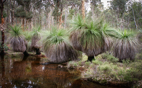 Bushwalking in a native grass trees in a creek at Julimar forest. 