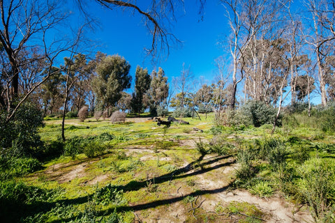 Explore at Mount Disappointment the walking tracks.